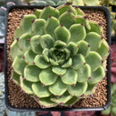 Echeveria Agavoides 'Sarabony' 3"-4" Succulent Plant
