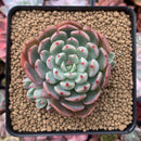 Echeveria 'Nanahukumini' 2"-3" Succulent Plant