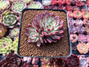 Echeveria 'Sarahime' Hybrid 2" Cluster Succulent Plant