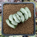 Haworthia Truncata 'White dragon' 2"-3" Succulent Plant