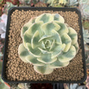 Echeveria 'Compton Carousel' 2"-3" Succulent Plant