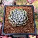 Echeveria sp. 1" Succulent Plant