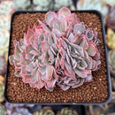 Echeveria 'Florence' Crested 2"-3" Succulent Plant
