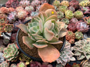 Echeveria 'Pastel' 5"-6" Succulent Plant