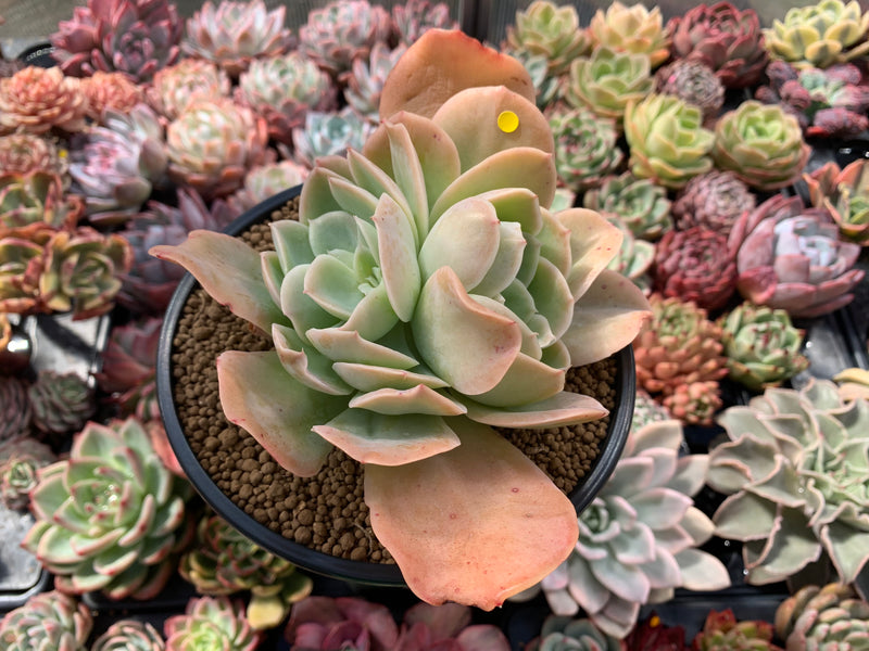 xanthe rose succulent Echeveria 'Pastel' 5"-6" Succulent Plant