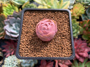 Greenovia 'El Hiero' 1" Succulent Plant