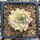 Echeveria 'Mebina' Variegated 1" Succulent Plant