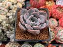 Echeveria 'Hayul' 2" Succulent Plant