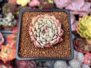 Echeveria 'Zaragoza' 2" Succulent Plant