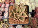 Echeveria 'Trenbi' Variegated 2" Succulent Plant