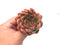 Echeveria Agavoides 'Bradley' 3" Rare Succulent Plant
