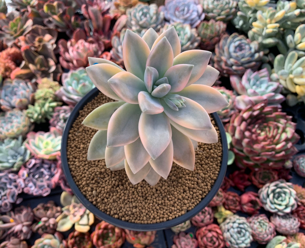 Graptopetalum 'Paraguayensis Awayuki' Variegated 5