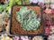 Echeveria 'Primera' Crested 1"-2" Succulent Plant