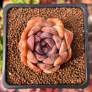 Echeveria 'Mirine' 2" Succulent Plant