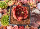 Echeveria Agavoides 'Utopia' 2" Succulent Plant