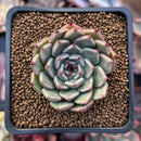 Echeveria sp. 1" Succulent Plant