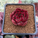 Echeveria Agavoides 'Luming' 1" Succulent Plant