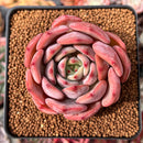 Echeveria 'Symphony' 2"-3" Succulent Plant