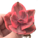 Echeveria 'Golden State' Variegated 3” Rare Succulent Plant