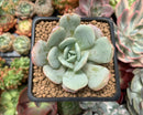Echeveria 'Soulmint' 1"-2" Powdery Succulent Plant