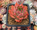 Echeveria Agavoides 'Angela Star' 3" Succulent Plant