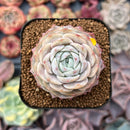 Echeveria 'Pure Love' 1"-2" Succulent Plant