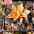 Echeveria 'Monocerotis' Variegated 2" Succulent Plant