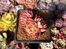 Echeveria 'Sabarez' 2" Cluster Succulent Plant