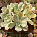 Echeveria 'Japan Moon River' Variegated 4"-5" Cluster Succulent Plant