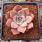 Echeveria 'Lilacina' x 'Rubin' Hybrid 1" Succulent Plant