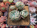 Echeveria 'Twin Berry' Cluster 3" Succulent Plant