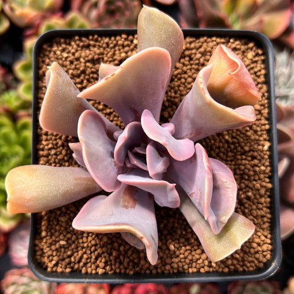 Echeveria 'Perle von Nurnberg' Trumpeting Form (Not Trumpet Pinky) 2"-3" Succulent Plant