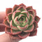 Echeveria Hybrid 2”-3” Rare Succulent Plant