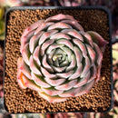 Echeveria 'Pinkmoon Shower' 2"-3" Succulent Plant