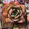 Echeveria Agavoides 'Red Glow' 2" Succulent Plant