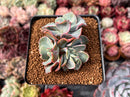 Echeveria 'Blue Spur' 2"-3" Succulent Plant