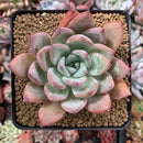 Echeveria 'Colorata' Hybrid 3" Succulent Plant