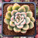 Echeveria 'Pulidonis' Variegated 2" Succulent Plant