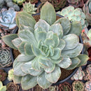 Echeveria 'Luella' Variegated 5" Large Succulent Plant