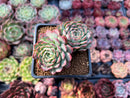 Echeveria 'Charles Rose' 2" Cluster Succulent Plant