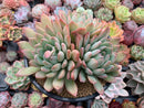 Echeveria 'King Midas' 6" Cluster Large Succulent Plant