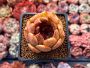 Echeveria Agavoides 'Volare' 2" Succulent Plant
