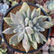Pachyphytum 'Devils Finger' Variegated 3" Cluster Succulent Plant