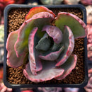 Echeveria 'Flying Cloud' Variegated 2" Succulent Plant
