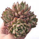 Echeveria Agavoides Rajoya 4” Rare Succulent Plant