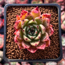 Echeveria Agavoides 'Sarabony' 1" Selected Clone Succulent Plant