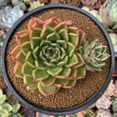 Echeveria Agavoides sp. 4" Succulent Plant