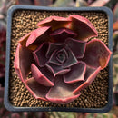 Echeveria 'Fatima' 2" Succulent Plant