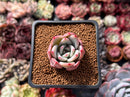 Echeveria 'White Champaign' 1" Succulent Plant