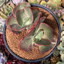 Echeveria 'Suyon Frill' Cluster 3"-4" Succulent Plant